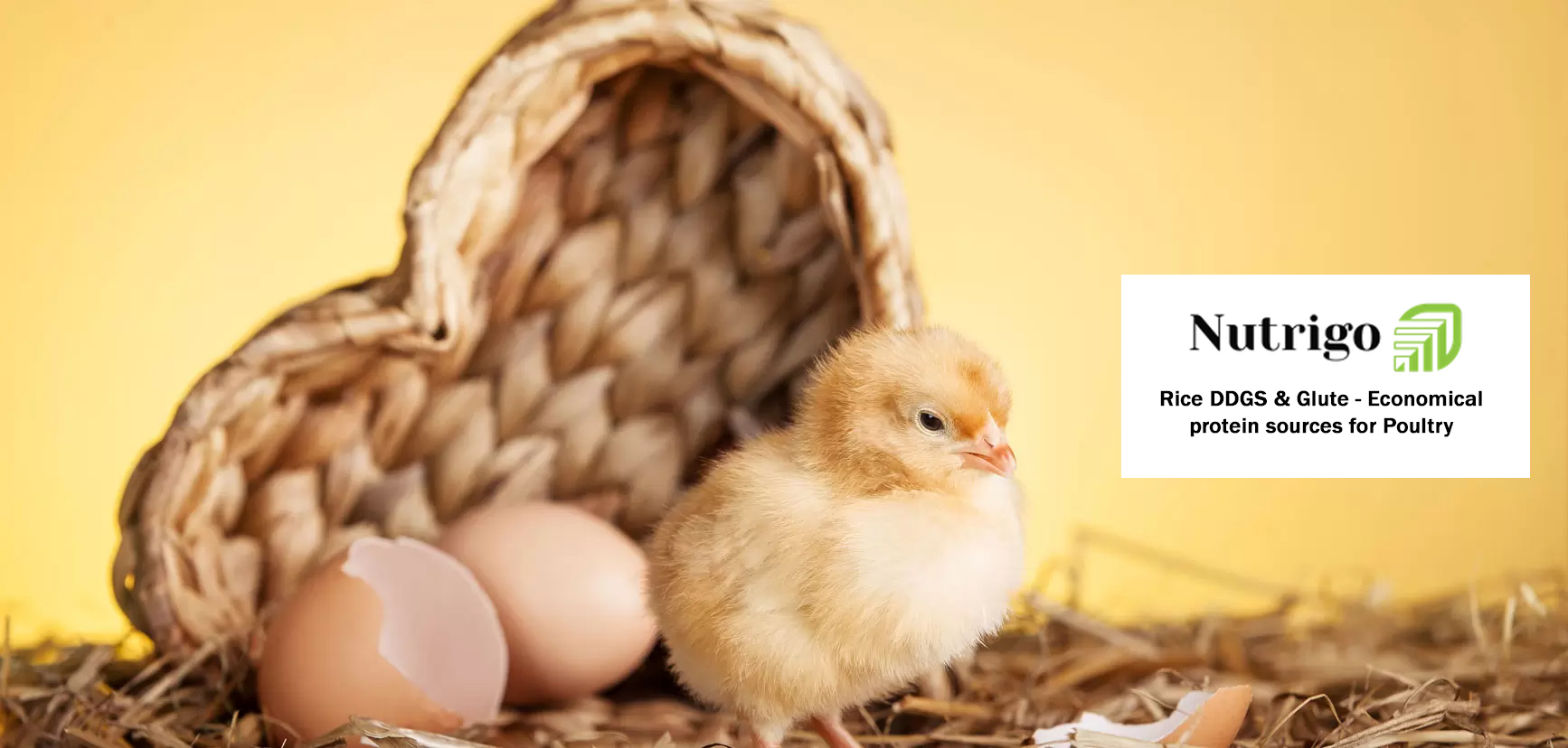 poultry feed supplements manufacturing
