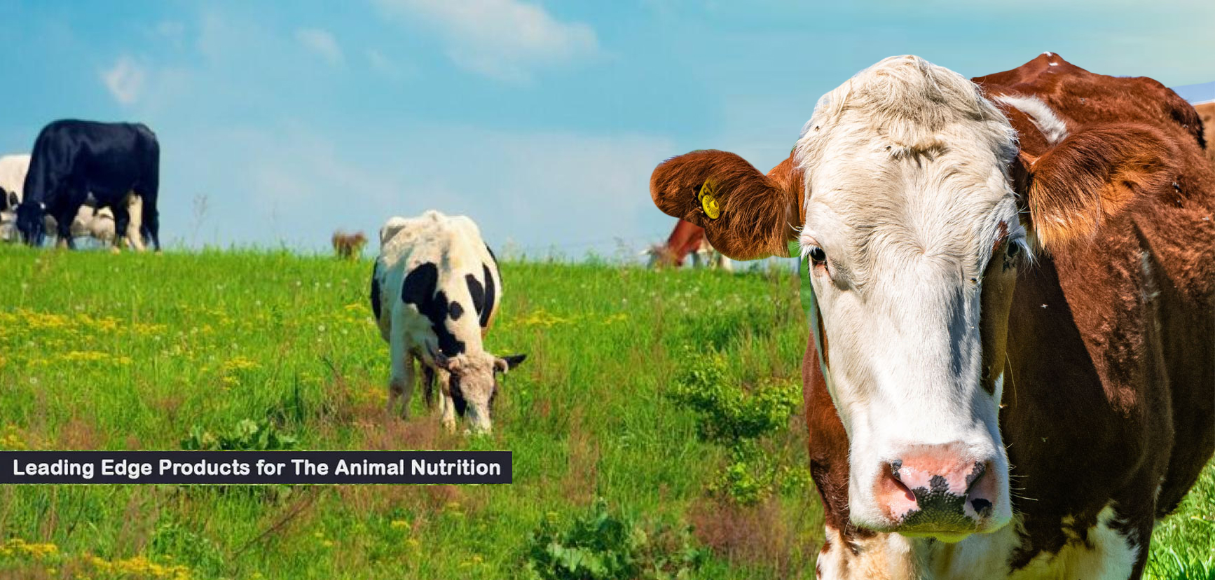 cattle feed supplements manufacturing