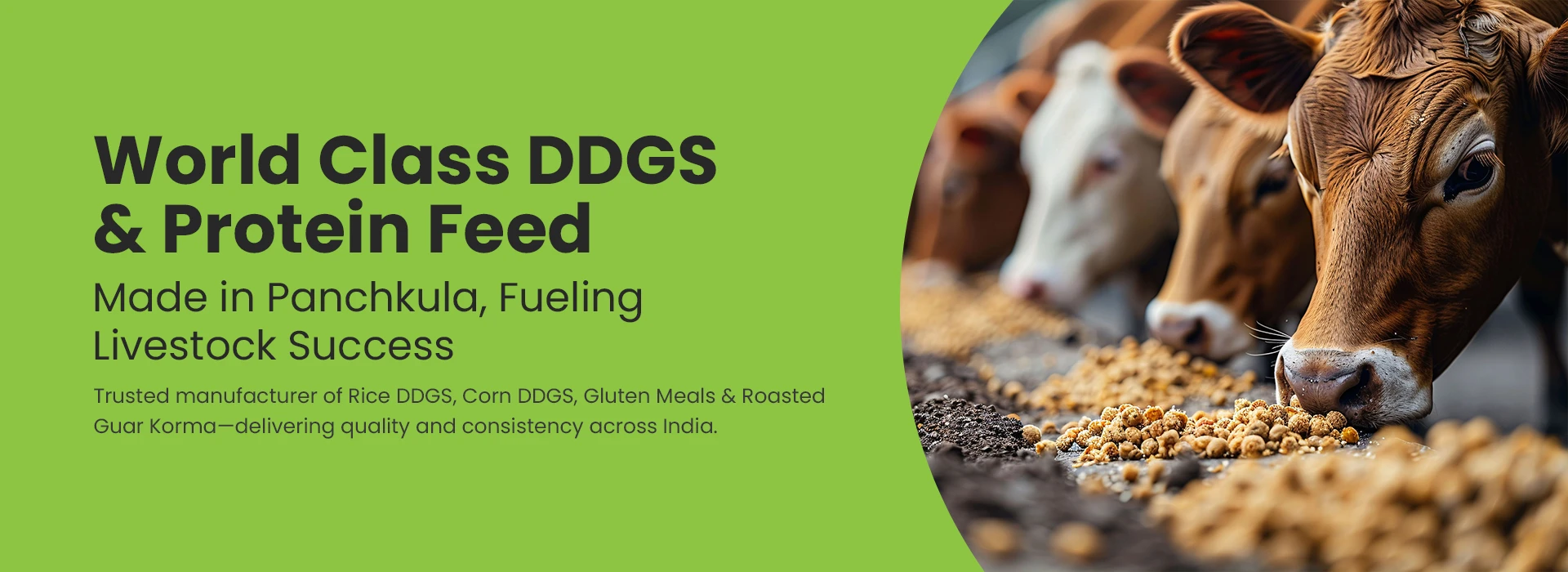 cattle feed supplements manufacturing