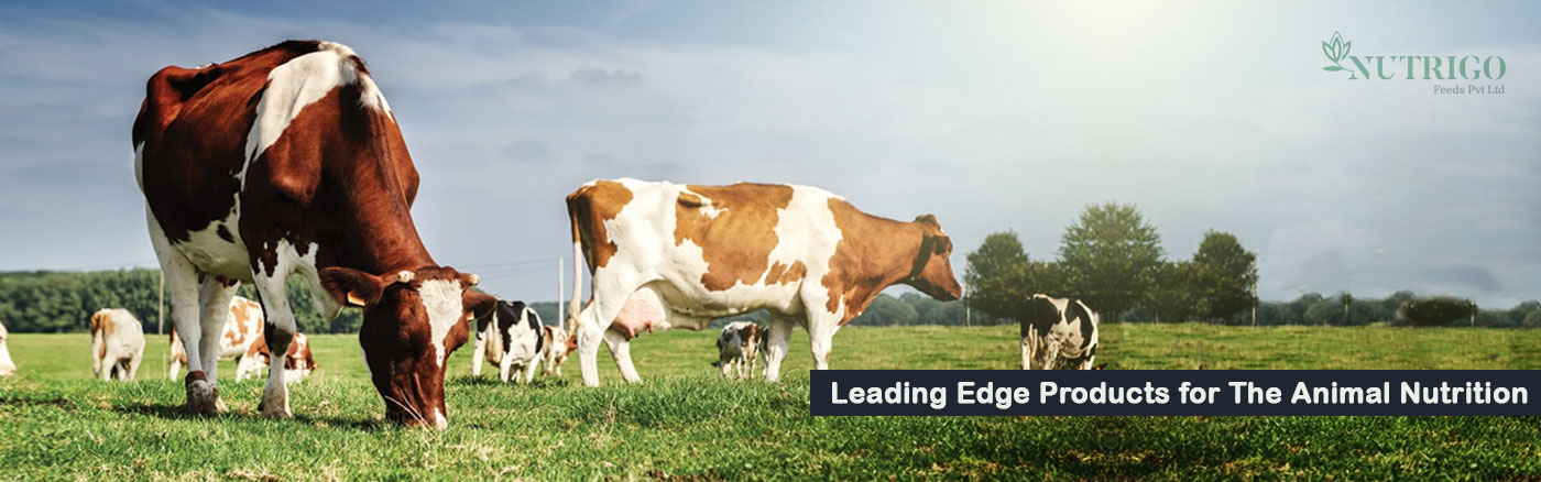 Nutrigo Feeds: DDGS (Distillers Dried Grain Solubles) Manufacturers & Suppliers in India Nutrigo Feeds: DDGS (Distillers Dried Grain Solubles) Manufacturers & Suppliers in India