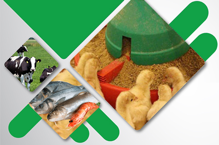 Contact Nutrigo Feeds