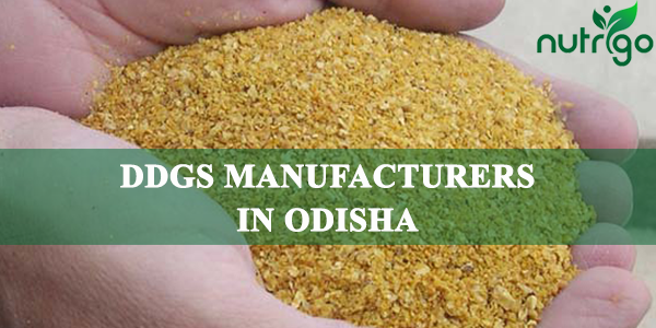 DDGS Manufacturers in Odisha