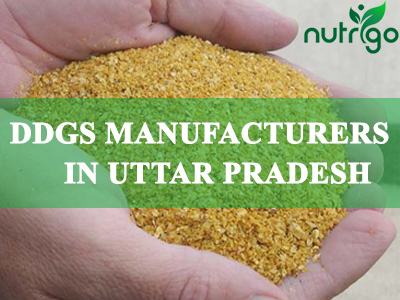 DDGS Manufacturers in Uttar Pradesh