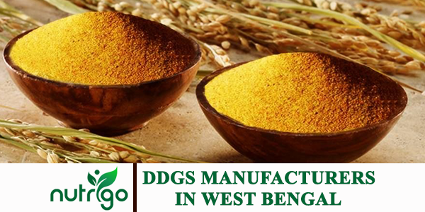 DDGS Manufacturer & Supplier in West Bengal | Rice Corn Maize Gluten India