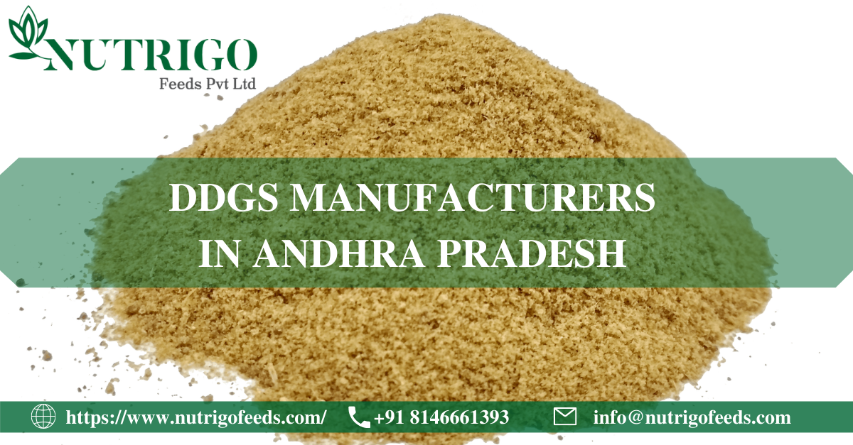 Top DDGS Manufacturers & Suppliers in Andhra Pradesh | Rice Corn Maize  Gluten Meal