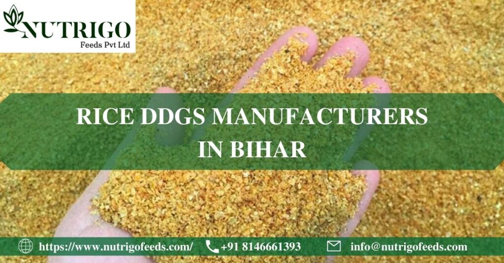 Rice DDGS Manufacturers Bihar