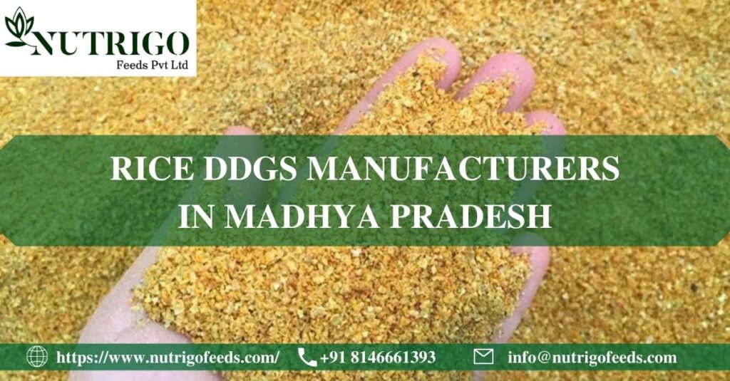 Rice DDGS Manufacturers Madhya Pradesh