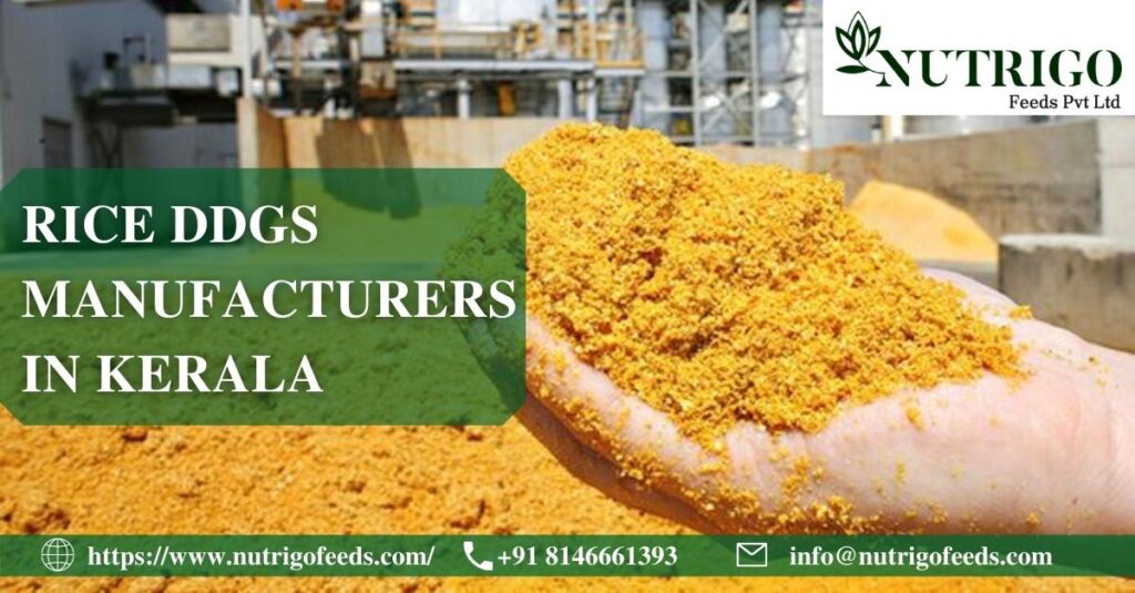 Rice DDGS Manufacturers Kerala