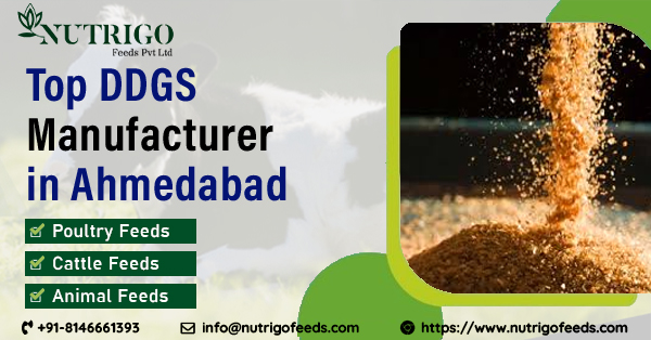 Rice DDGS manufacturers in Ahmedabad
