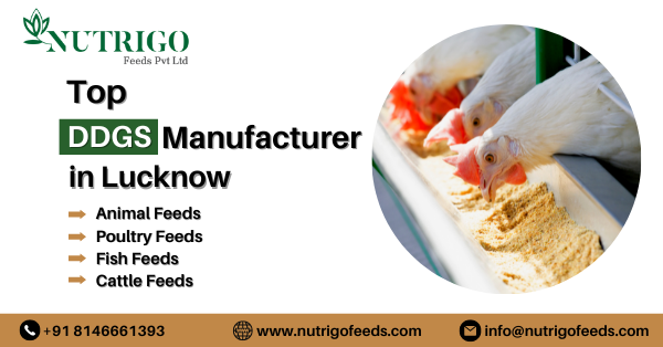DDGS manufacturers in Lucknow