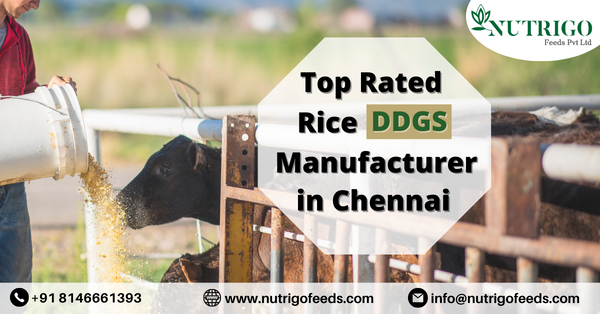 DDGS manufacturers in Chennai