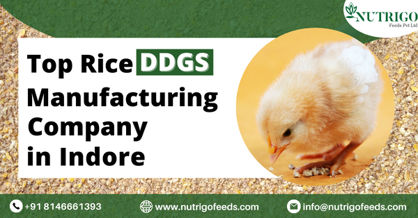 DDGS manufacturers in Indore