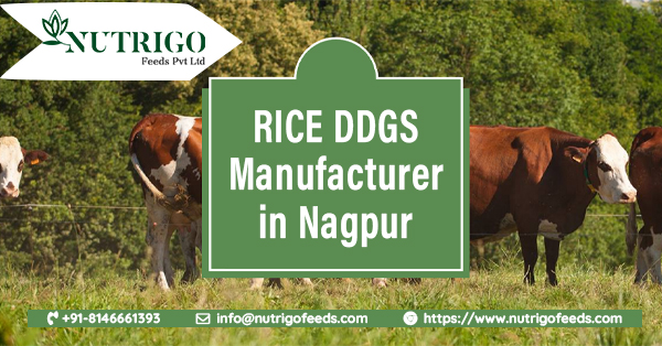 DDGS manufacturers in Nagpur