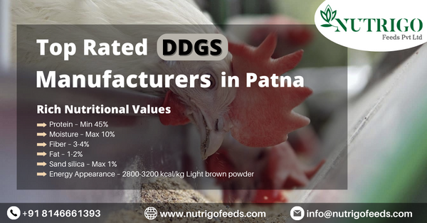 DDGS manufacturers in Patna