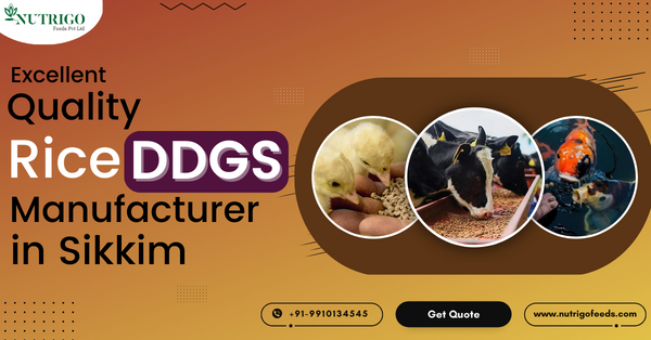DDGS manufacturers in Sikkim