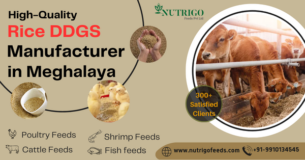Rice DDGS Manufacturers in Meghalaya