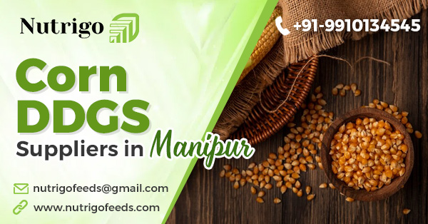 Corn DDGS suppliers in Manipur