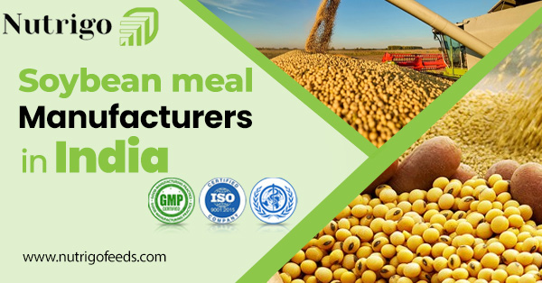 Prominent Soybean Meal Manufacturers in India