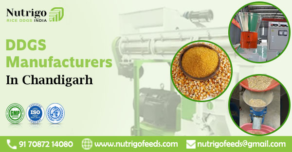 Top Rice DDGs Manufacturers in Chandigarh: Premium Quality & Reliable Supply