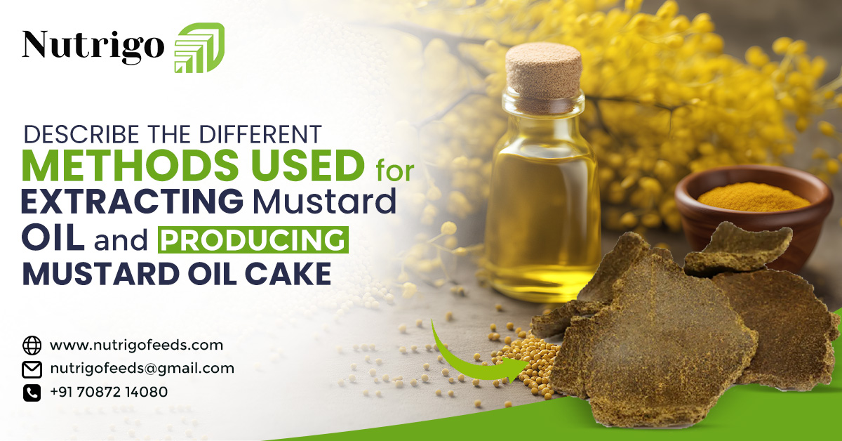 Describe the different methods used for extracting mustard oil and producing mustard oil cake.