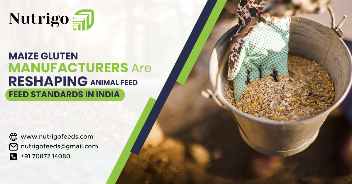Why Leading Maize Gluten Manufacturers in India Are Reshaping Animal Feed Standards