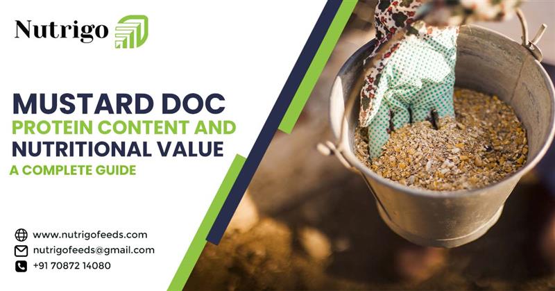 Mustard DOC Protein Content and Nutritional Value: A Complete Guide