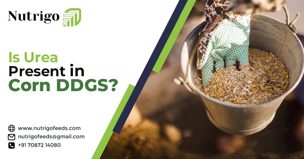 is-urea-present-in-corn-ddgs