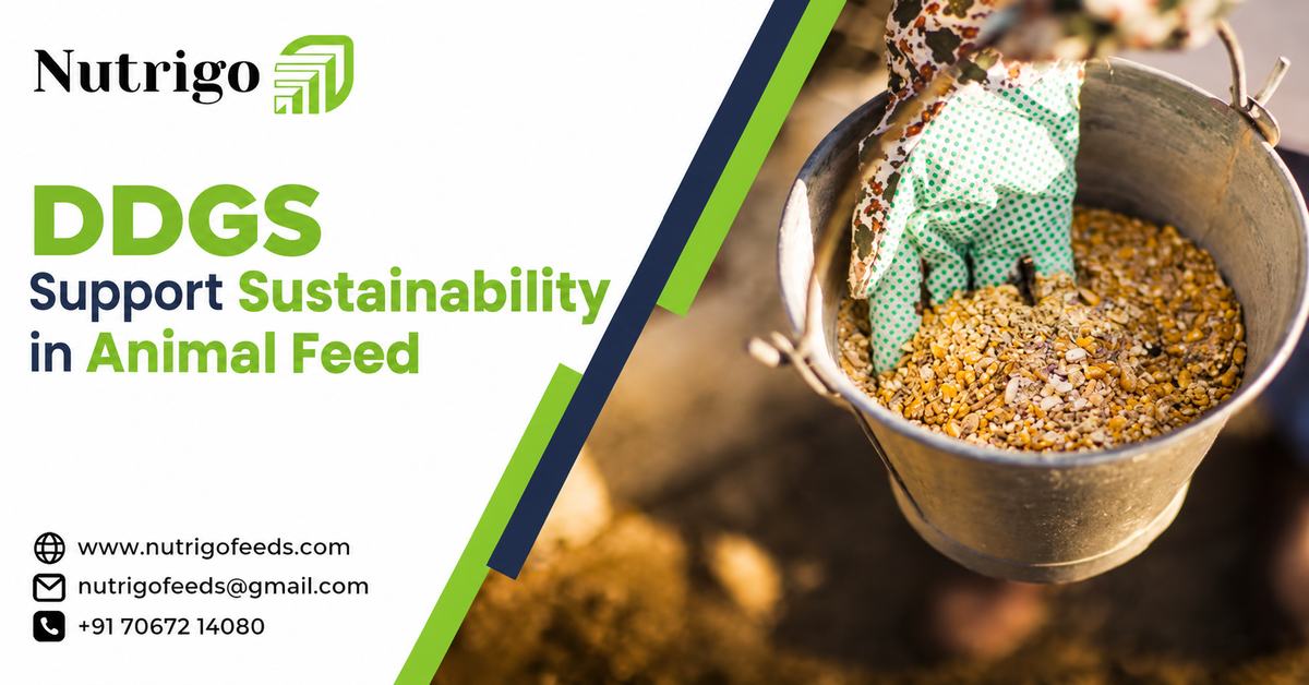 DDGS Support Sustainability in Animal Feed